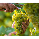 Soapta calugarului demidulce vin alb Crama Ceptura - Delumani - Magazin Online Romanesc 