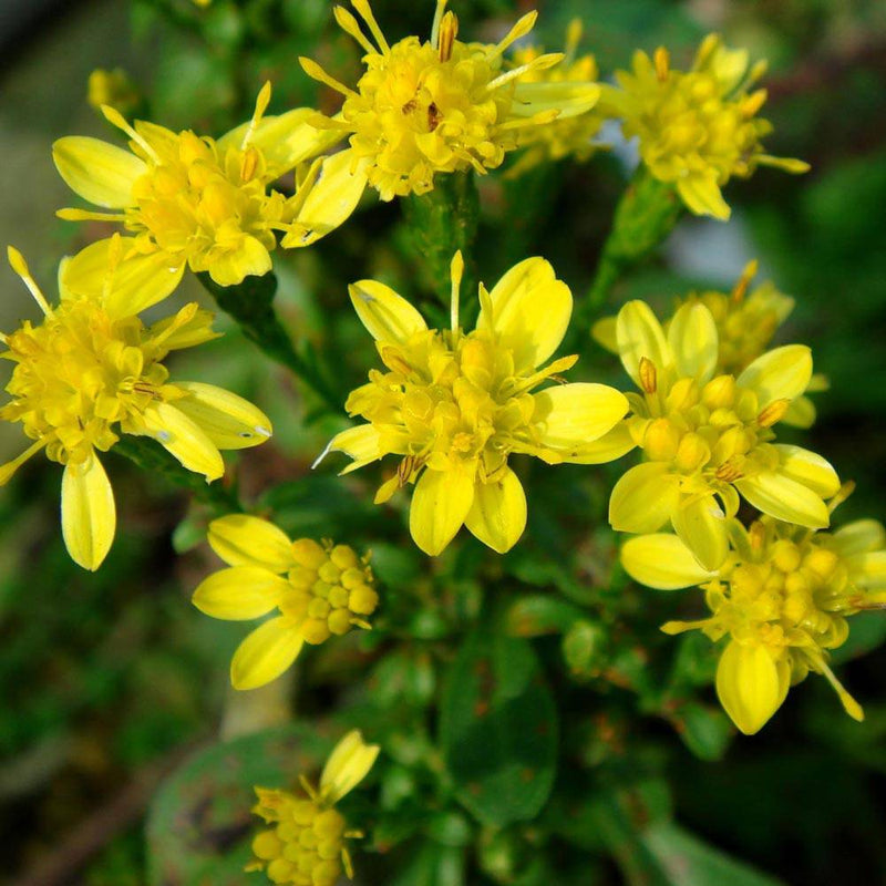 Ceai de sunatoare, N164, 20 plicuri, Fares - Delumani - Magazin Online Romanesc 